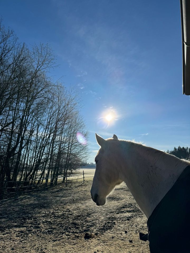 Offenstall Pferd/ Pony/ Esel/ Shetty in Olching