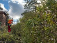 Garten-/Landschaftspflege | Forstarbeiten | Grünschnittentsorgung Baden-Württemberg - Ditzingen Vorschau