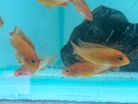 Apistogramma Agassizii Red Fire Nordrhein-Westfalen - Lüdenscheid Vorschau