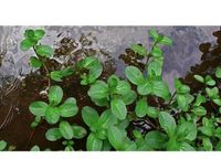 Bachbunge teichpflanze immergrün sumpf biotopf Wasserpflanze Nürnberg (Mittelfr) - Aussenstadt-Sued Vorschau