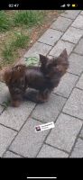 Yorkshire Terrier 2000,- Belohnung Weibchen in Saarbrücken Saarland - Saarlouis Vorschau