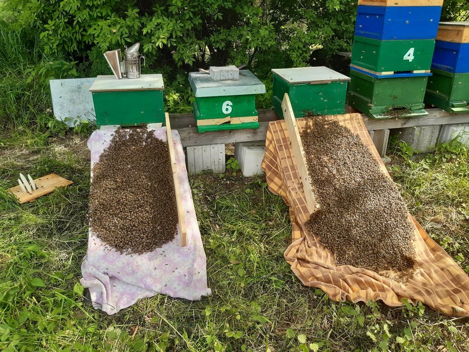 Fange Bienenschwarm Bienen Schwarm Mellifera Schwarmrettung Honig in Glashütte