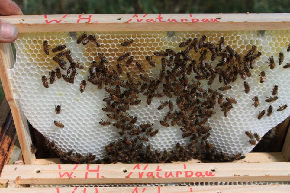 Wabenhonig Naturbau 4 St. im Rahmen/Vacuum 2023 Bienen Hobbyimker in Reinhardtsgrimma