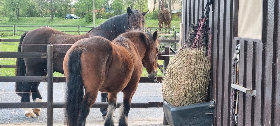 Pflegebeteiligung/Reitbeteiligung in Kerpen