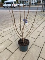 Tulpenmagnolie Magnolia x soulangiana 'Alba Superba' 60-80cm Nordrhein-Westfalen - Simmerath Vorschau