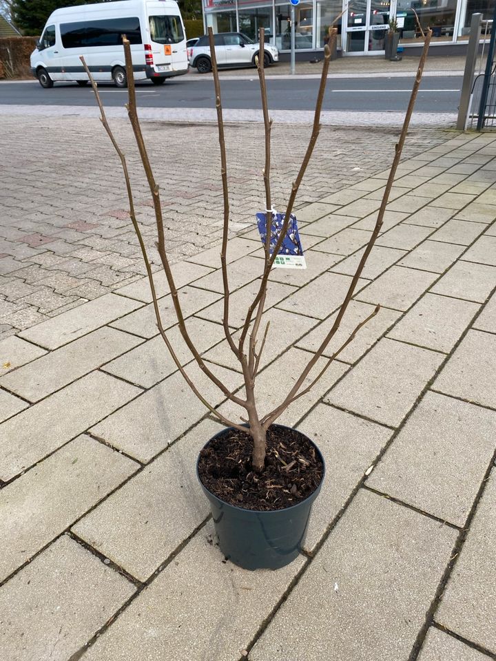 Tulpenmagnolie Magnolia x soulangiana 'Alba Superba' 60-80cm in Simmerath