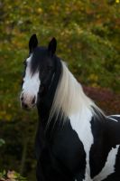 Reittherapie, Tiergestützte Therapie, Unterstützung im Alltag Schleswig-Holstein - Aukrug Vorschau