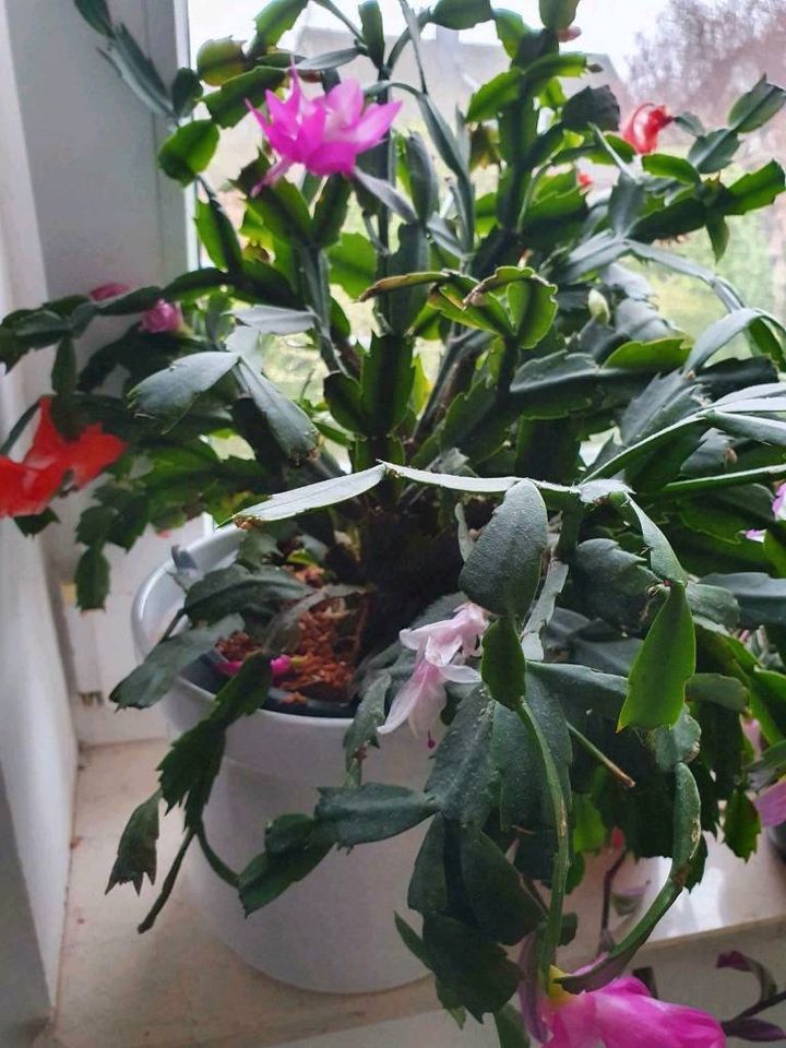 Steckling Ableger Schlumbergera Weihnachtskaktus in Rhede