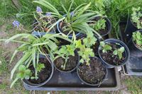 Jungpflanzen Stachelbeere Contoneaster Eching am Ammersee - Eching Vorschau