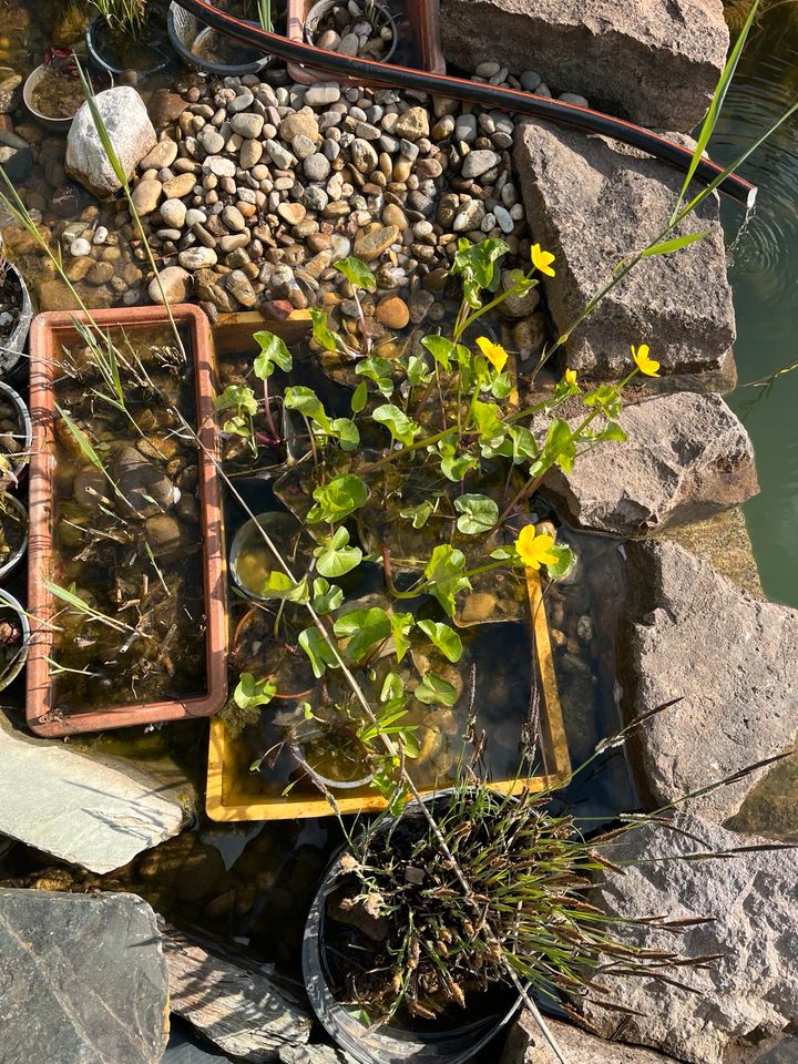 Sumpfdotterblume, Teich, Wasserpflanze in Roxheim