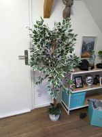 Kunstpflanze Ficus 160cm Nordrhein-Westfalen - Herzogenrath Vorschau