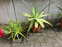 Aloe Vera Pflanzen zu verkaufe. Baden-Württemberg - Lauf Vorschau