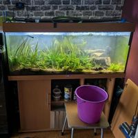 Juwel Aquarium 240l komplett abzugeben Baden-Württemberg - Wilhelmsfeld Vorschau