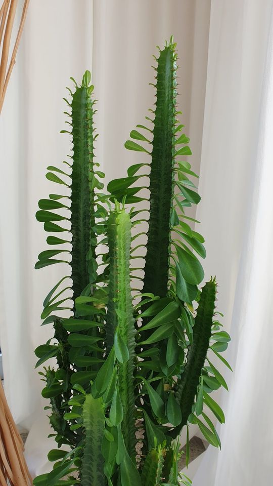 Kaktus / Kaktee / Wolfsmilchpflanze mit weißemTopf, 85 cm hoch in Pulheim