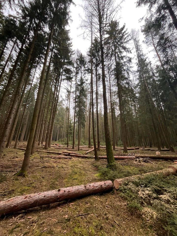 Holzeinschlag Holzrückung Baumfällungen Baumpflege Stubbenfräsen in Zwoenitz