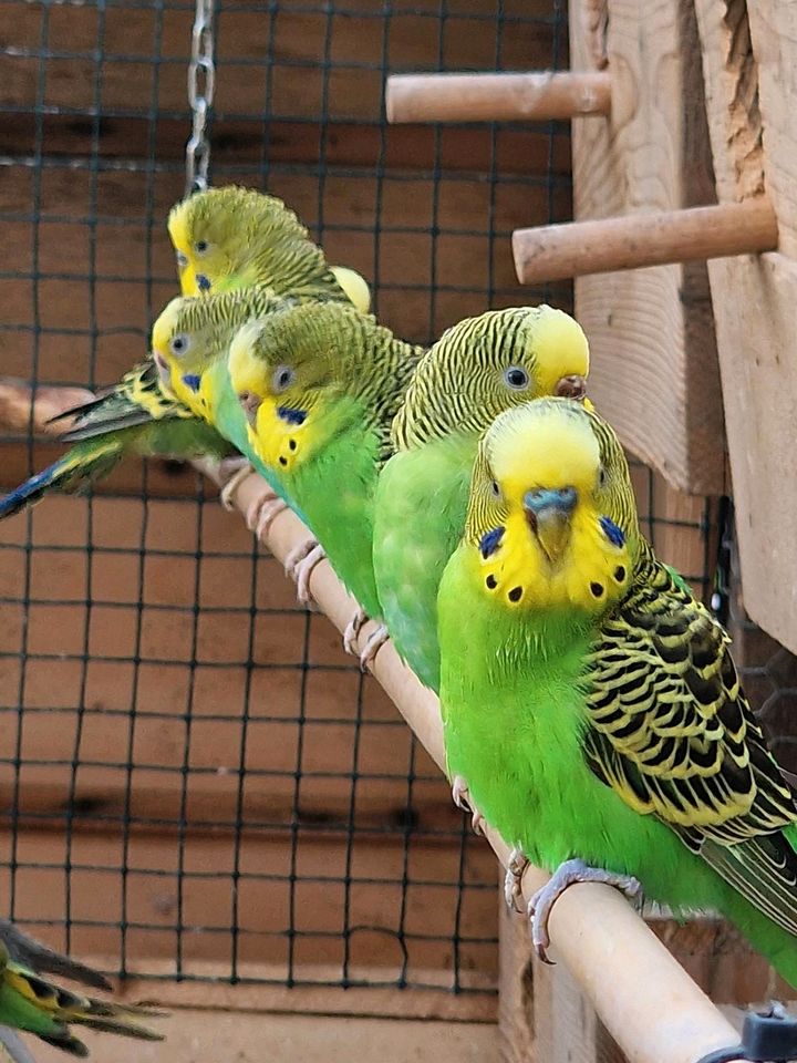 SCHÖNE WILDFARBIGE WELLENSITTICHE in Mönchengladbach