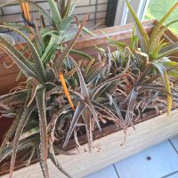 Aloe Vera Pflanzen Niedersachsen - Northeim Vorschau