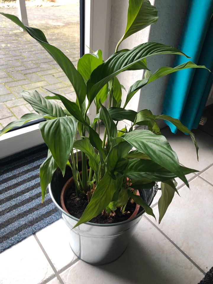 Einblatt Spathiphyllum in Garrel