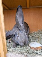 Kaninchen Böcke Sachsen-Anhalt - Weißenfels Vorschau