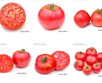 Tomatenpflanze unpikiert Berner Rose rosarotTomaten top Geschmack Sachsen-Anhalt - Wenze Vorschau