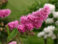 Bienenfreund - Kolbenspirea  -  Heckenpflanze - Solitärpflanze Schleswig-Holstein - Ahrensburg Vorschau