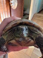 Schildkröte wieder zuhause!!! Nordrhein-Westfalen - Kevelaer Vorschau