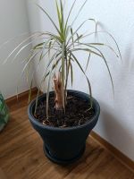 Pflanze Dracaena Marginata zu Verschenken Bayern - Uffenheim Vorschau
