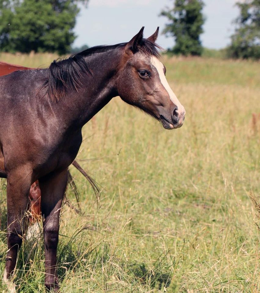 2 jährige Appaloosa Roan Stute in Zernitz-Lohm