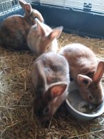 Kaninchen Mixe Nordrhein-Westfalen - Kall Vorschau