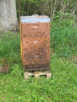 Bienenvolk/Ablegervolk 2024 Carnica auf Zander & Deutsch Normal Baden-Württemberg - Wertheim Vorschau