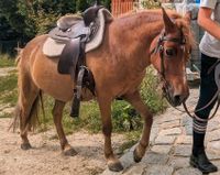 Reitbeteiligung Pflegebeteiligung Kinderreiten Pony Shetty Sachsen - Neukirch/Lausitz Vorschau