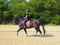 Reitbeteiligung Nordrhein-Westfalen - Beckum Vorschau