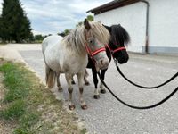 Liebenswerte Shetty-Stute sucht liebevolles Zuhause! Bayern - Lamerdingen Vorschau