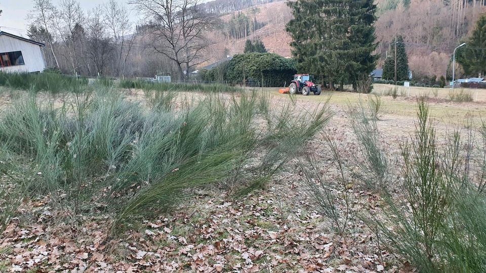 Mulchen Bauplatz Pferdeweiden Brachland Rekultivierung in Alpenrod