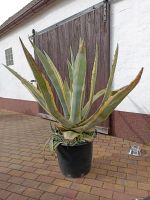 Agave 1,50 m Brandenburg - Elsterwerda Vorschau