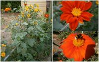 BLUMENSAMEN: MEXIKANISCHE SONNENBLUME -  FACKELBLUME TITHONIA Sachsen-Anhalt - Lutherstadt Wittenberg Vorschau