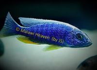 Malawi Buntbarsch Nachzuchten - Sciaenochromis fryeri Iceberg Nordrhein-Westfalen - Selfkant Vorschau