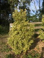 Euonymus, Spindelstrauch, Zierstrauch, Immergrün in zwei Farben Rheinland-Pfalz - Dieblich Vorschau