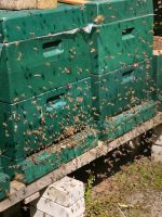 Bienenvölker zu verkaufen Niedersachsen - Oldenburg Vorschau