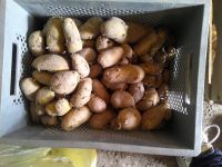 Früh Kartoffeln frisch Frühe Kartoffeln 1kg 0,50 Niedersachsen - Uetze Vorschau