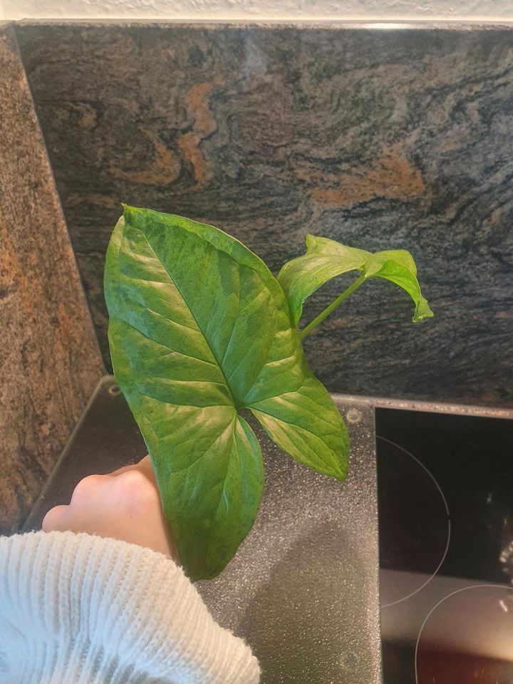 Steckling Syngonium Podophyllum Mottled Mojito in Duisburg