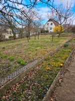 Pflanzen zum ausgraben Primeln, Krokusse, Narzissen Thüringen - Gera Vorschau