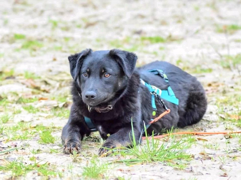 ROBIN ❤️ Charmeur in Schwarz! in Loxstedt