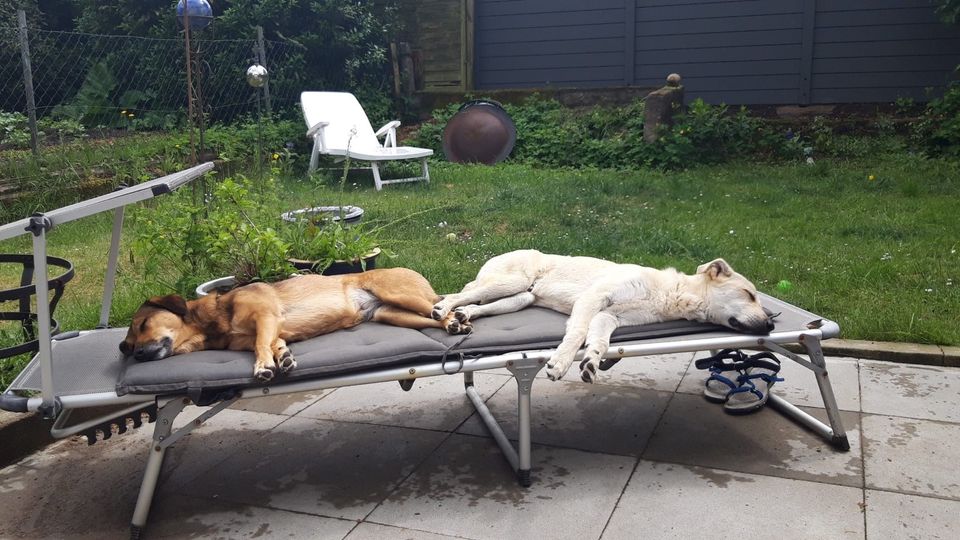 Katzenlieber Junghund CARLSON❤ a.d. Tierschutz sucht sein Zuhause in Bösdorf