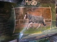 Horseware Amigo Tournout Lite XL 130 cm Hamburg-Nord - Hamburg Langenhorn Vorschau