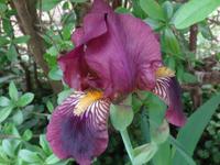 Lila Schwertlilie, Iris Bayern - Plattling Vorschau
