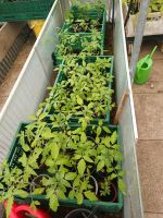 Tomatenpflanzen verschiedene Sorten NUR HEUTE Rheinland-Pfalz - Wallmerod Vorschau