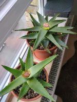 Aloe Brevifolia Pflanze Hannover - Mitte Vorschau