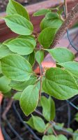 Große Mini-Kiwi (-Beeren) Pflanze Männlich "Weiki" + großer Topf Nordrhein-Westfalen - Remscheid Vorschau