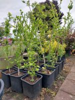 Hibiscus,Hecke, Top Preis, Hibiskus,Gartenpflanze, tolle Blüte Hessen - Gießen Vorschau